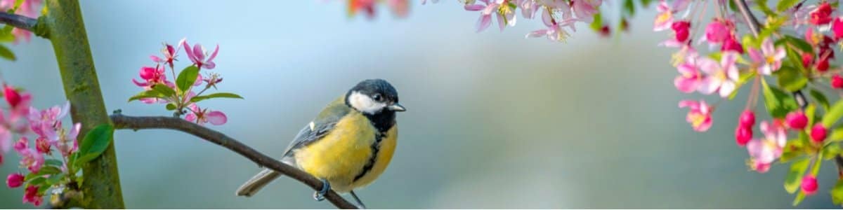 Charming quotes about the spring