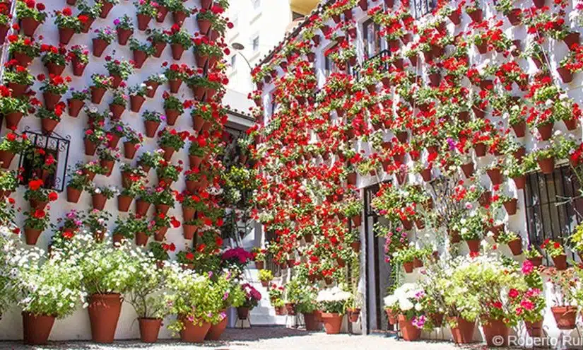 Festival of Patios in Cordoba