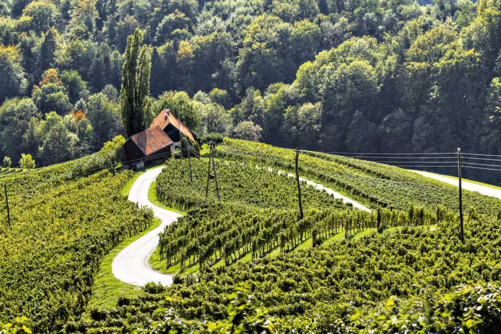 Svecina - Famous heartshaped Wine road