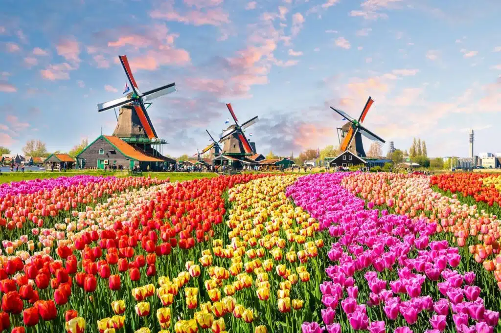 Tulips-and-windmills-in-the-Netherlands