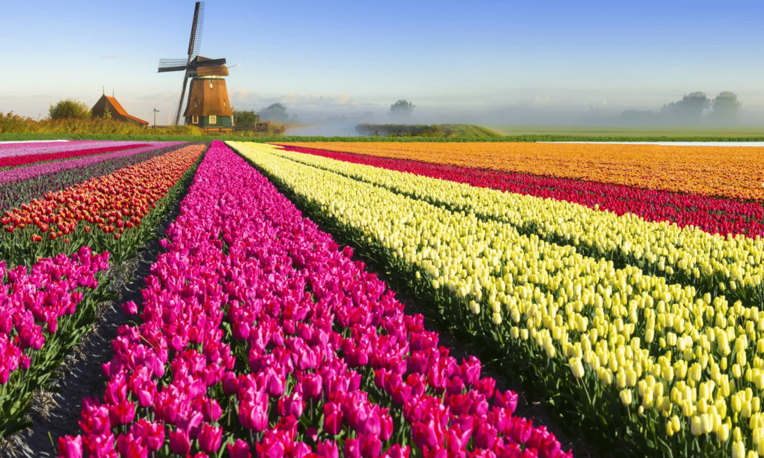 best day trips from Amsterdam - Tulips