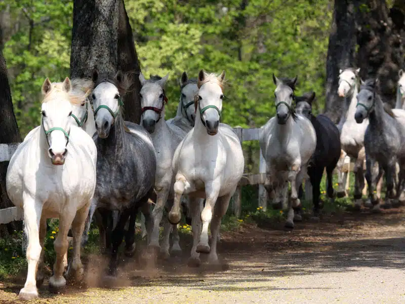 Lipica Stud Farm