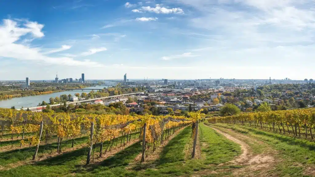 Vienna Vineyards