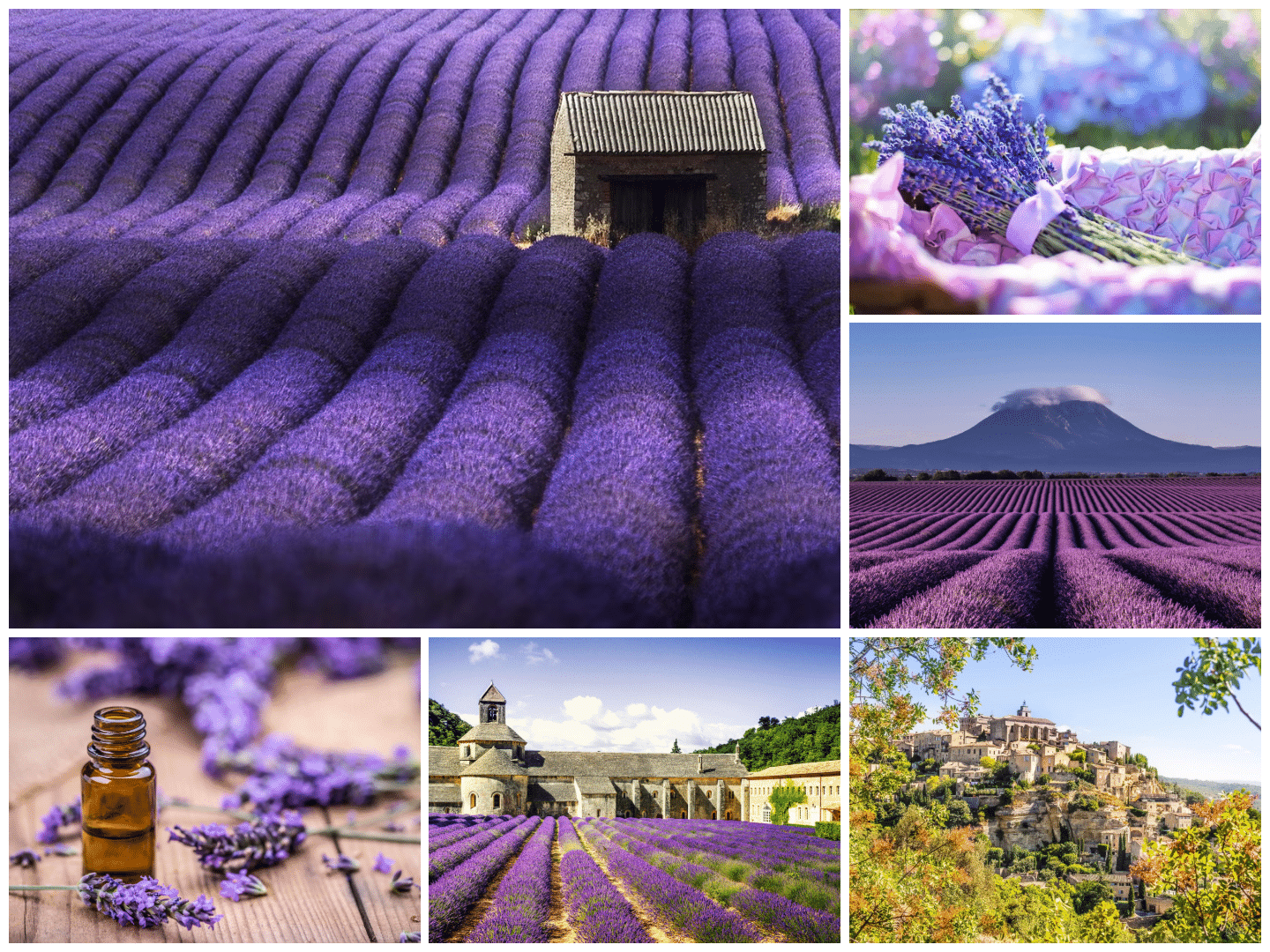 Provence lavender guide