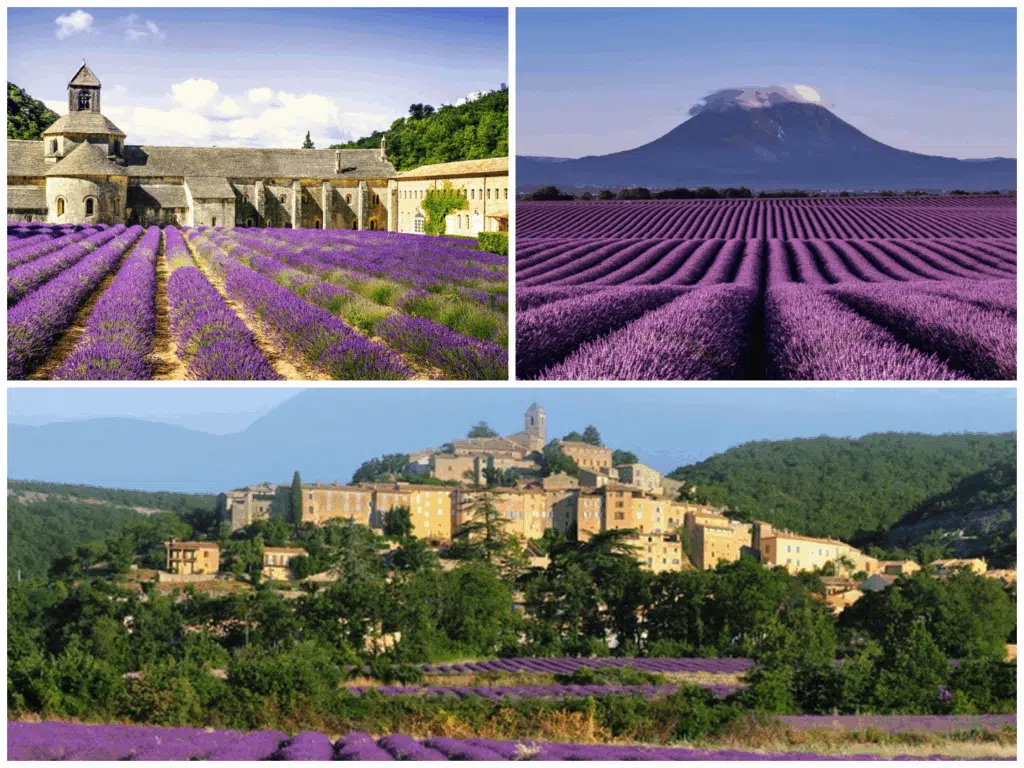 The best lavender Fields in Provence