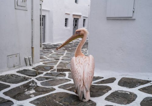Mykonos - LGBT Travel Guide Tips!
